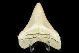 Serrated, Fossil Megalodon Tooth - Aurora, North Carolina #176581-2